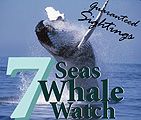 7 Seas Whale Watch in Gloucester Massachusetts